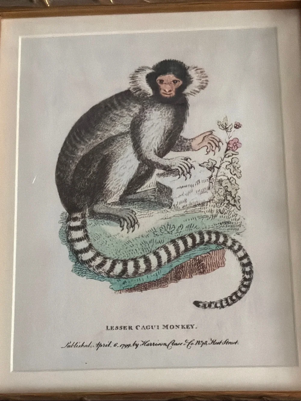 Gold Framed Botanical Monkey Wall Art